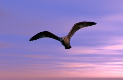 Flying Gull