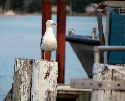 Gull on Pilon