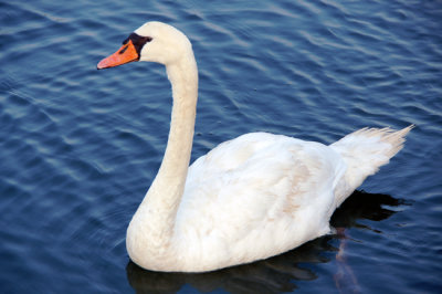 Swan