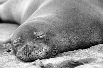 Sleeping seal Kauai, HI