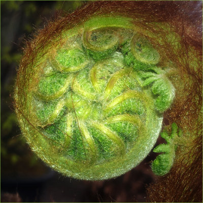 Unfurling Beauty