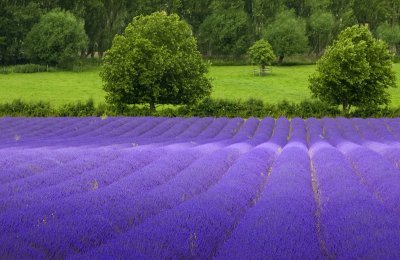 Dappled Light on the Lavender Field