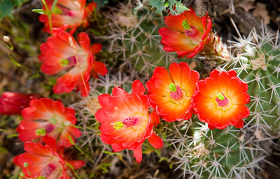 Claret Cup