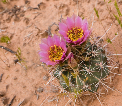 Whipple's Fish Hook Cactus