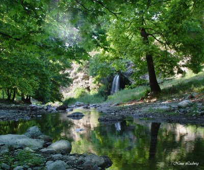 Woodland Reflections