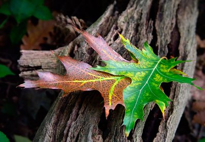 Oak Leaves