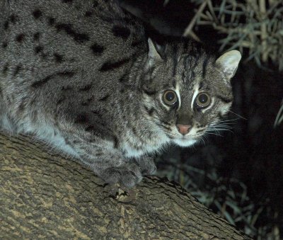 Fishing-Cat-15858-01.jpg