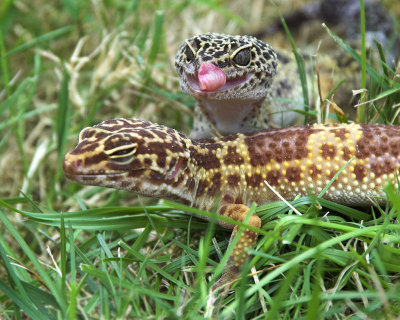 Lizards_6067-01-b.jpg