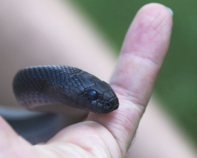 Little-Snake_6129-01.jpg