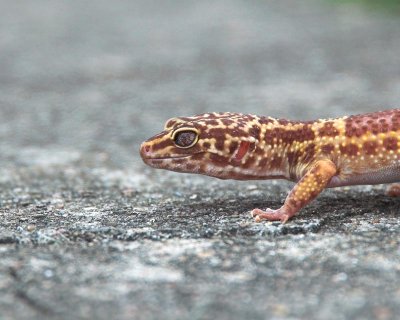 Gecko_6071-01.jpg