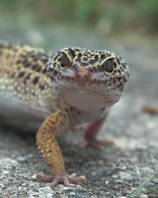 Gecko_6078-01.jpg