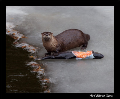 Minnesota River Otter : Snack Time