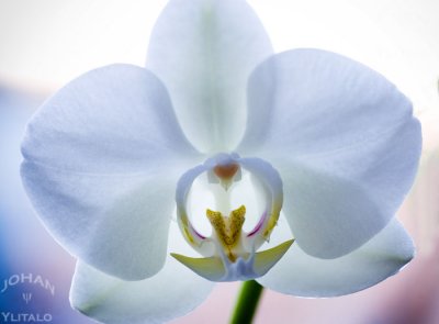 Macroblomma.jpg
