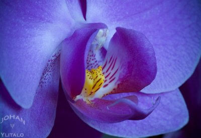 Macroblomma1.jpg