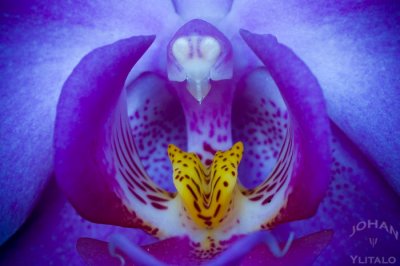 Minimacroblomma2.jpg