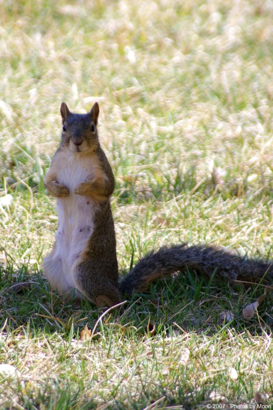 Squirrel 12128.jpg