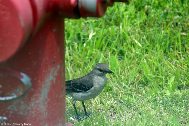 April 10th, 2007 - Bird and Hydrant 14613