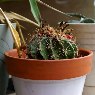 Cactus in a pot 5791.jpg