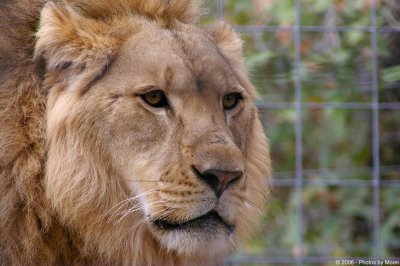 November 12th, 2006 - Lion 6055