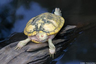 Turtle 6001.jpg