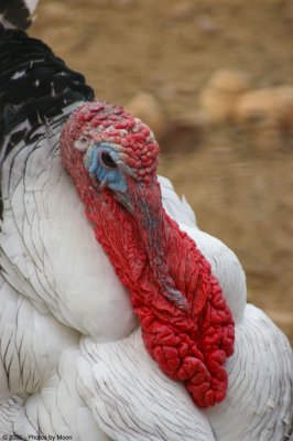 Turkey Closeup 6173.jpg