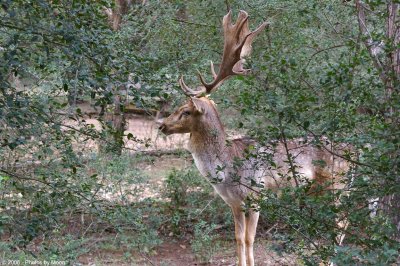 Fallow Deer 6112.jpg