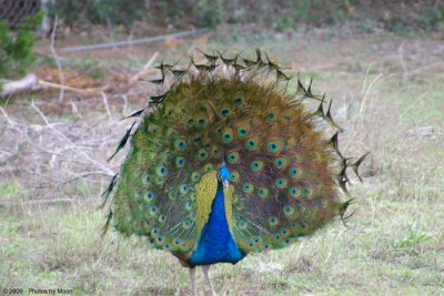 Peacock 6077.jpg