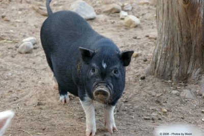 Pig 6211.jpg