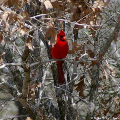 February 18th, 2007 - Cardinal 10472