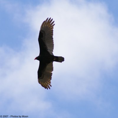 Buzzard 10597.jpg