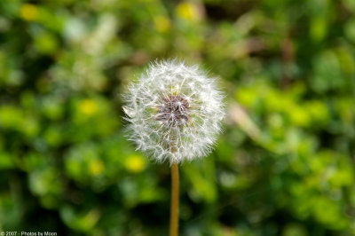 March 15th, 2007 - Old Dandelion 13219