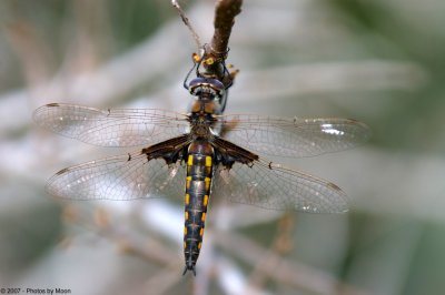 March 20th, 2007 - Dragonfly 13501