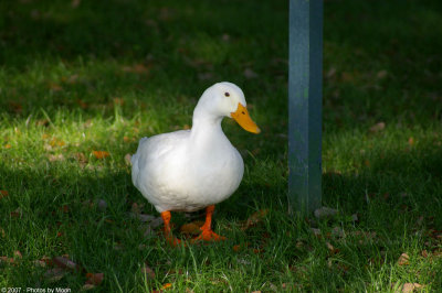 March 27th, 2007 - AFLAC? 13807