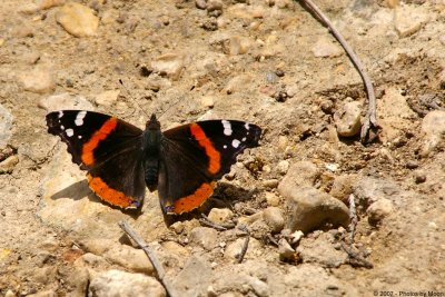 April 16th, 2007 - Red Admiral 14810