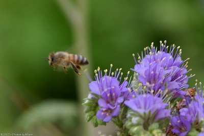 Bee Leaving Wildflower 15167.jpg