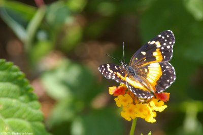 Bordered Patch 15751.jpg