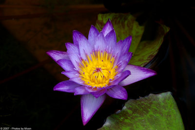 Water Flower 15775.jpg