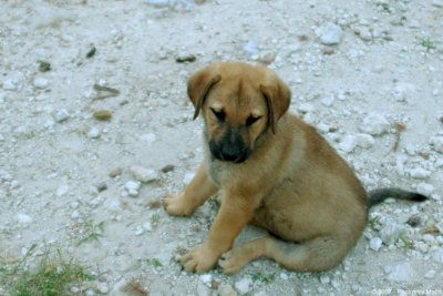 May 19th, 2007 - Pup 16067