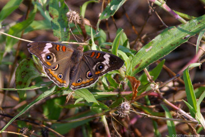 Common buckeye 16166.jpg