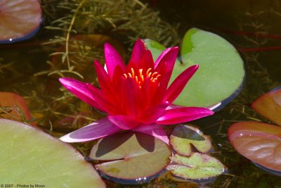 Water Lily 15816.jpg