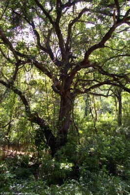 Tree in the Woods 17013.jpg