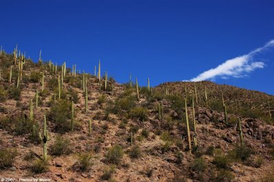 Cacti west of Tuscon 12718.jpg