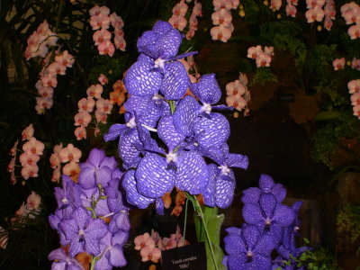 Ft. Lauderdale Orchid Show
