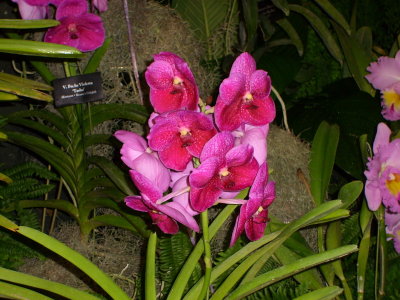 Orchid Show