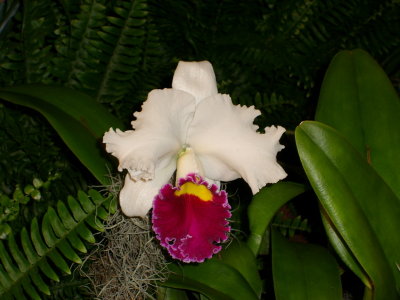 Orchid Show