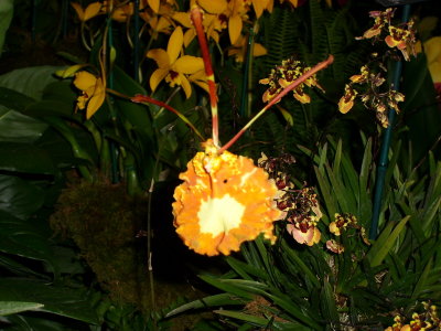 Orchid Show