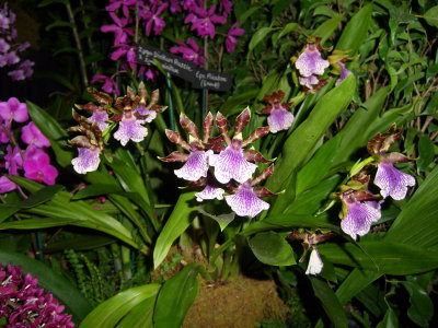 Orchid Show