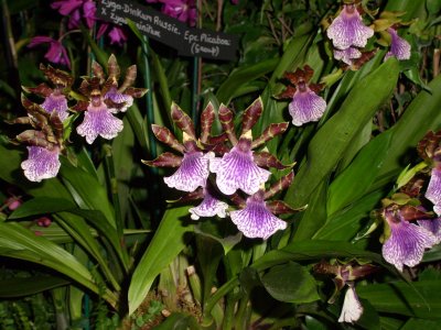 Orchid Show