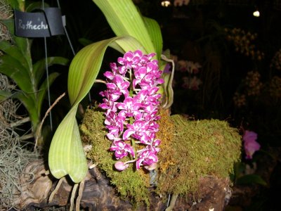 Orchid Show