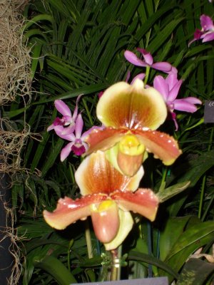 Orchid Show